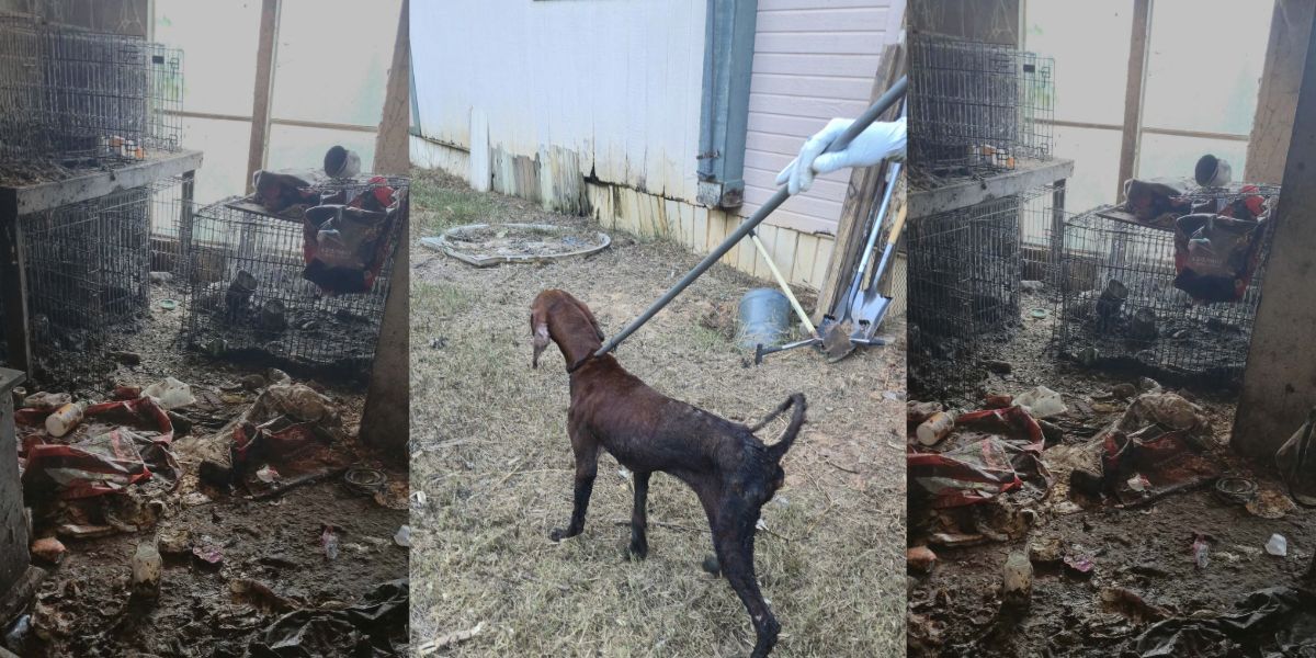13 Dogs Rescued From Haughton Home; Woman Charged With Animal Cruelty