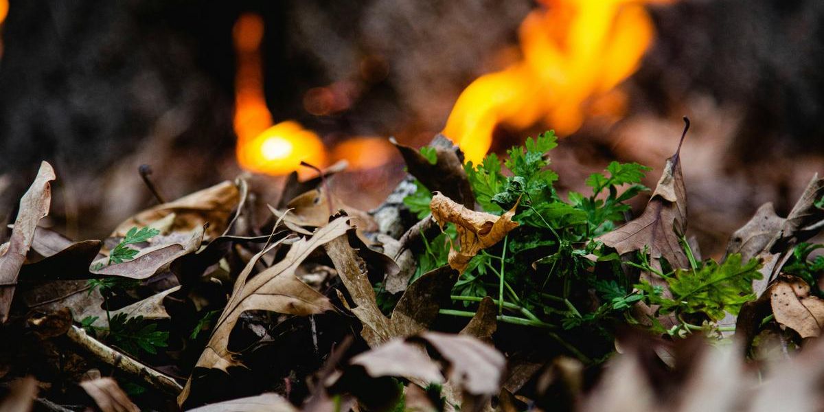 Can You Burn Your Leaves and Trash in South Jersey This Fall Here’s What You Need to Know