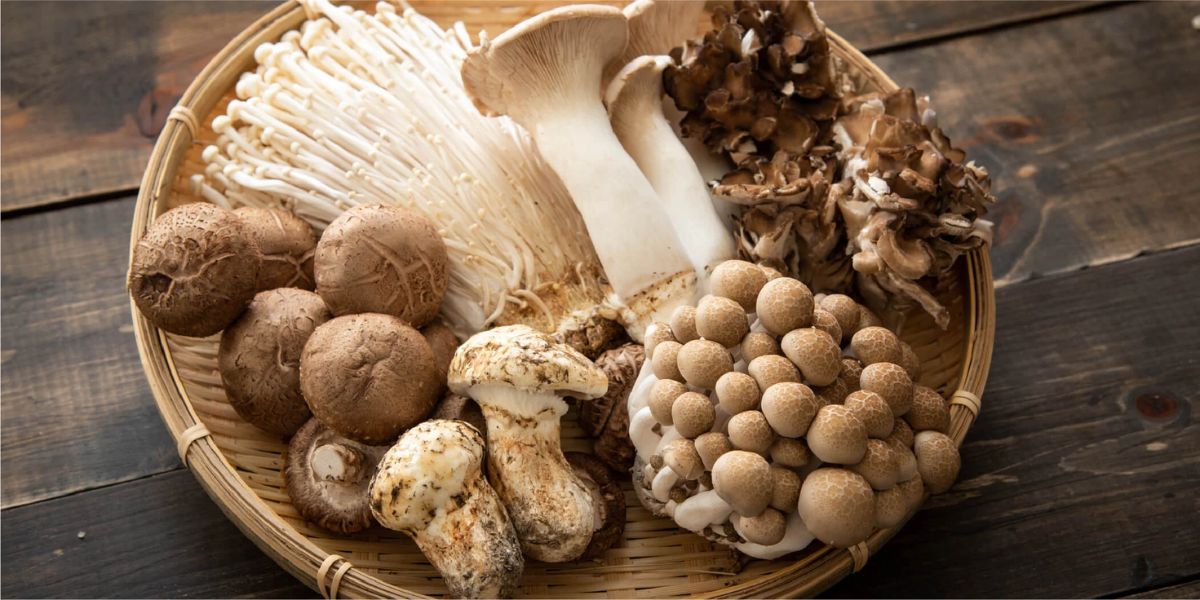 Explore Washington’s Top 6 Favorite Wild Mushrooms for Foraging and Cooking