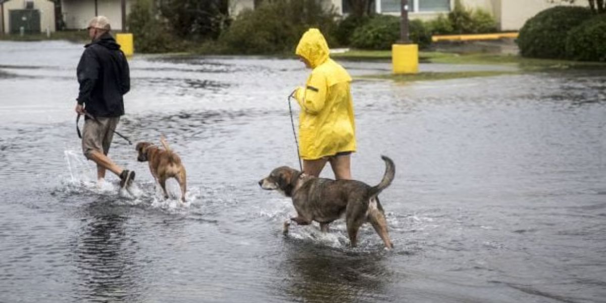 Louisiana Pet Safety During Hurricanes Evacuation Plans, Emergency Kits, and Shelter Tips