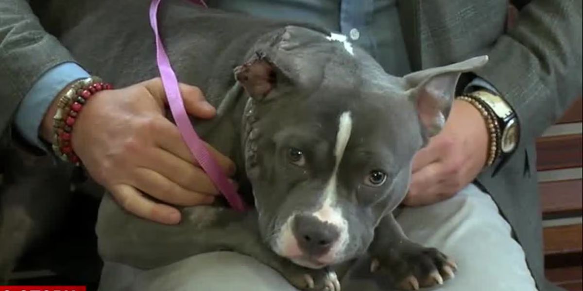 Man Accused of Severely Beating Puppy Inside Ohio Home Faces Animal Cruelty Charges