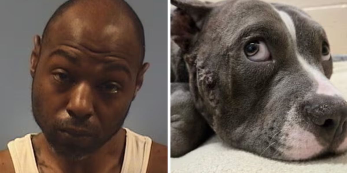 Man Accused of Severely Beating Puppy Inside Ohio Home Faces Animal Cruelty Charges