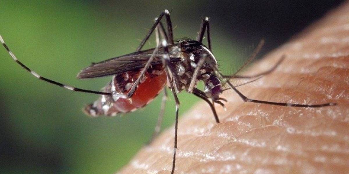 Mosquito Season Alert Why Light Colors and Loose Clothing Can Help You Avoid Bites