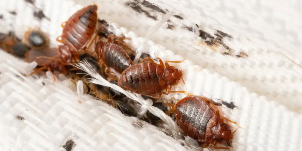 Oregon’s Bed Bug Battle How 5 Cities Are Fighting a Growing Insect Problem