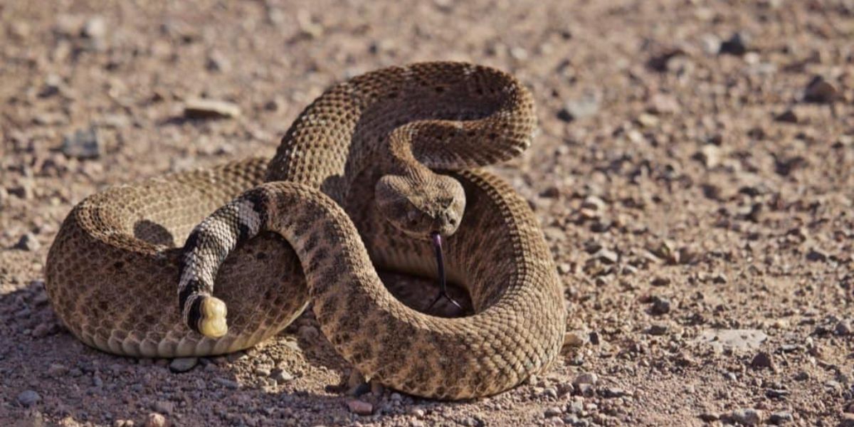 Snake Alert Top New Mexico Locations Crawling With Rattlesnakes This Season