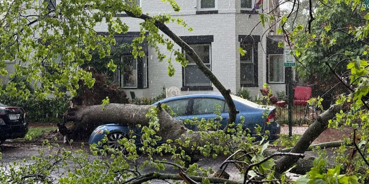 Storm Turns Deadly in Virginia as Falling Trees Kill 2 People in Separate Incidents